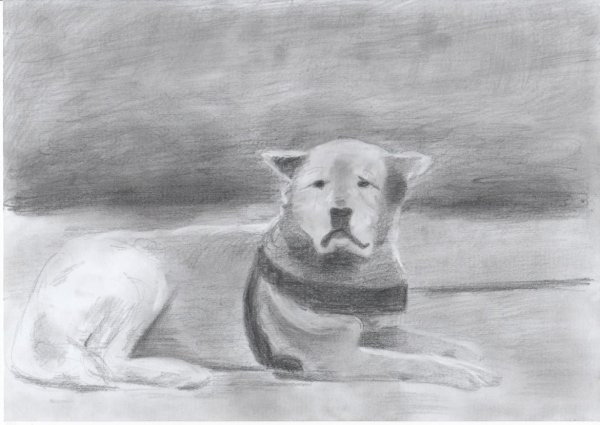 Хатико рисунок карандашом