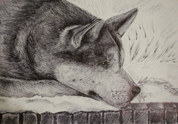 Хатико рисунок карандашом