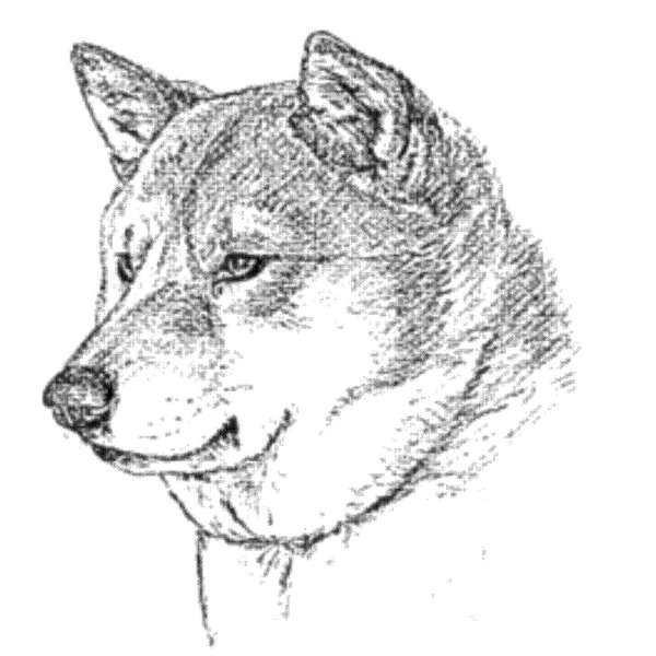 Раскраска собака Акита ину