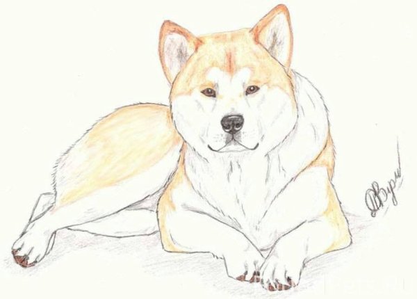 Собака Акита Хатико