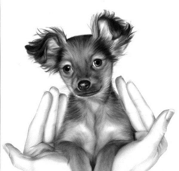 Той терьер карандашом