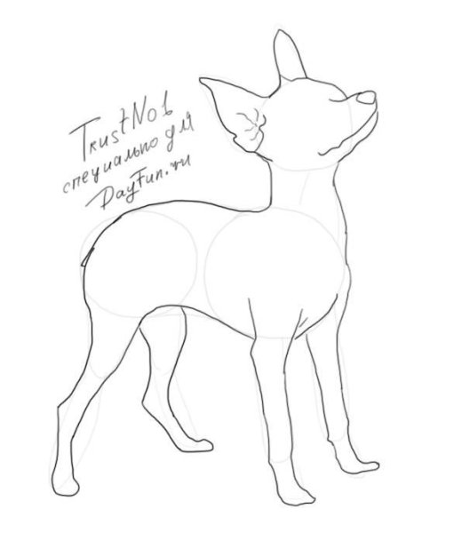 Карликовый пинчер раскраска