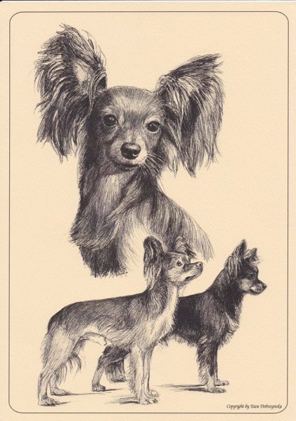 Нарисовать той терьера