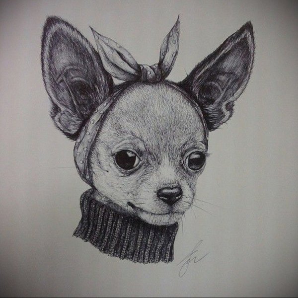 Чихуахуа карандашом