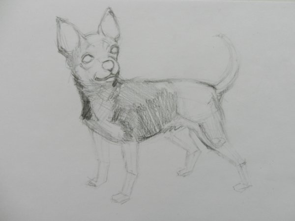Наброски чихуахуа