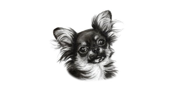 Чихуахуа длинношерстные рисунок