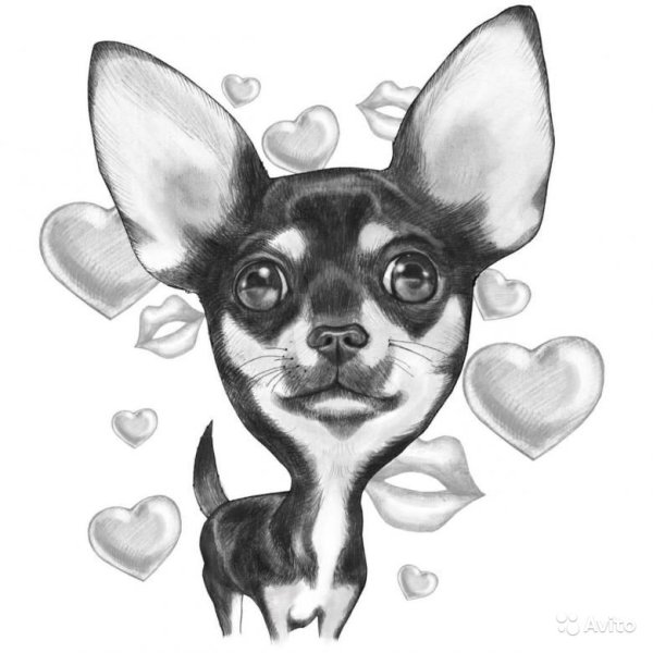 Чихуа рисунок для детей