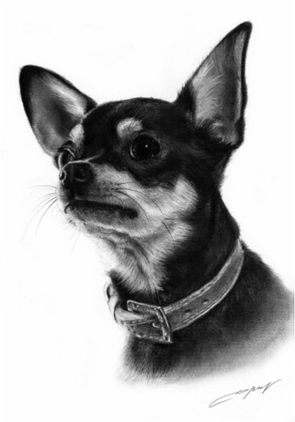 Поэтапное рисование собаки чихуахуа карандашом