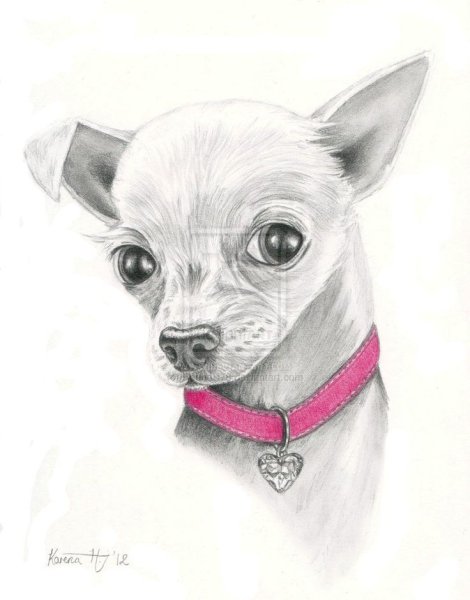 Раскраска чихуахуа