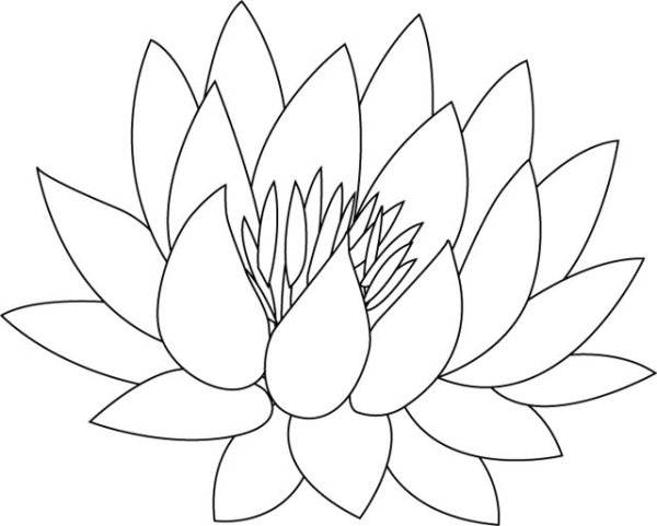 Кувшинка белая карандашом