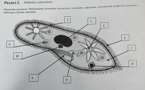 Органоиды инфузория туфелька