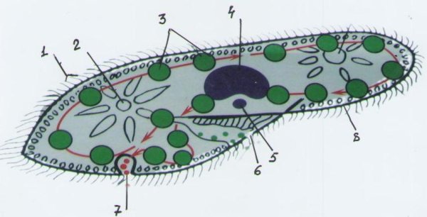 Инфузория туфелька макронуклеус
