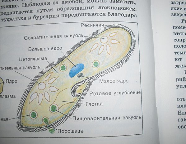 Инфузория туфелька 7 класс биология