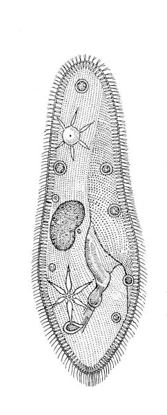 Инфузория туфелька