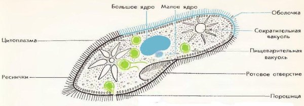 Строение инфузории туфельки