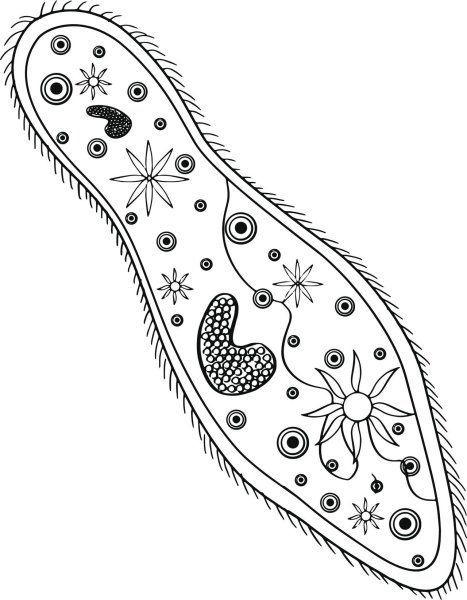 Инфузория туфелька