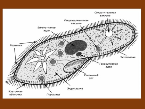 Строение инфузории туфельки 7