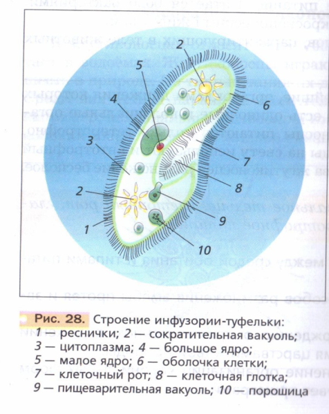 Рис 28 строение инфузории туфельки