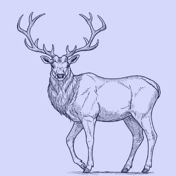 Олень рисунок