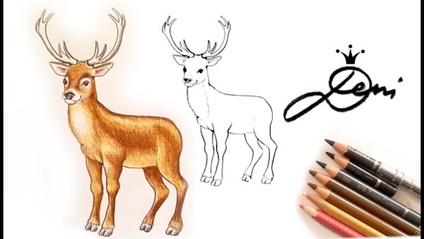 Как нарисовать оленя