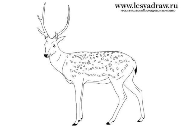 Олень рисунок