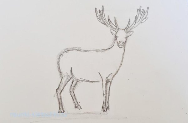 Поэтапное рисование оленя