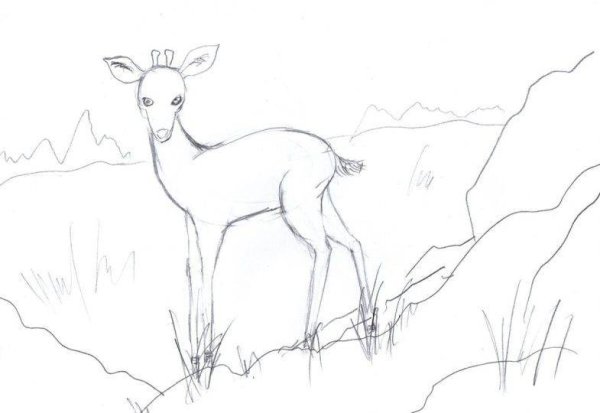 Северный олень нарисовать карандашом поэтапно для детей