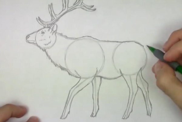 Нарисовать лося карандашом