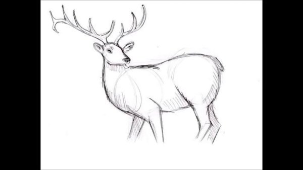 Рисунок рога оленя карандашом поэтапно