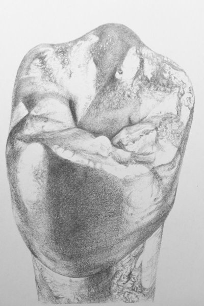 Зубы карандашом анатомия