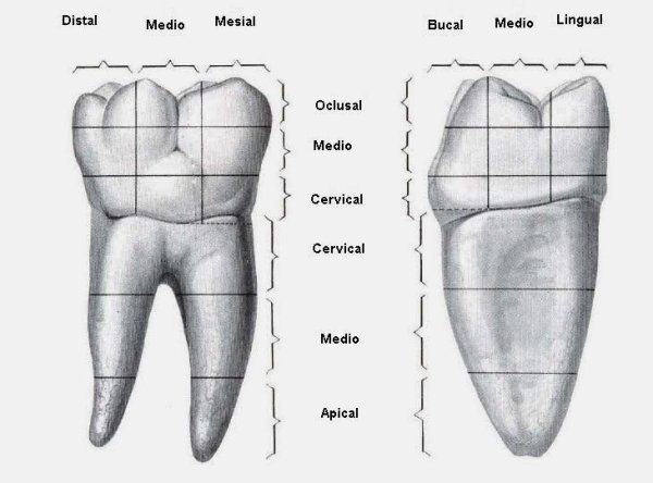 Зуб раскраска для детей