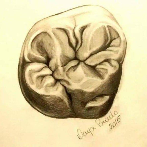 Рисование зубов для зубных техников