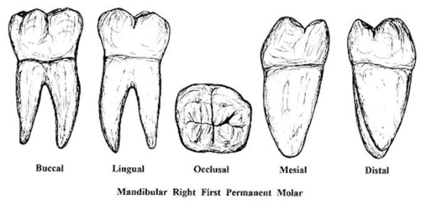 Зубы карандашом анатомия