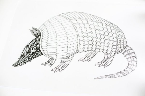 Броненосец раскраска