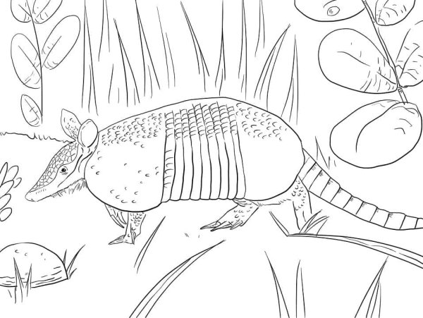 Броненосец раскраска для детей