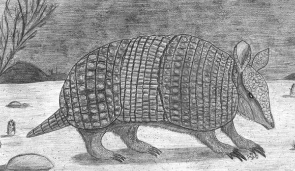 Броненосец раскраска для детей