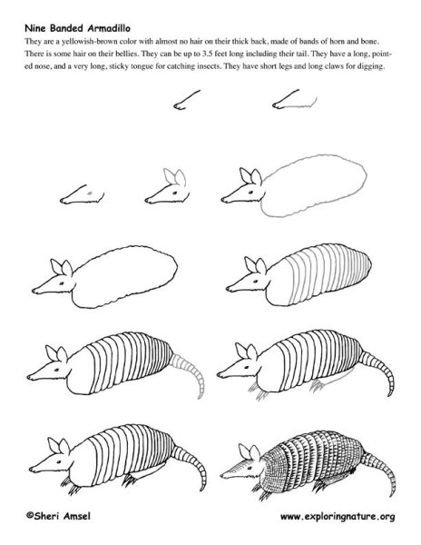 Броненосец животное