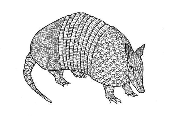 Броненосец раскраска