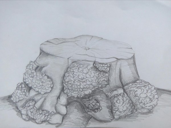 Зарисовки пней