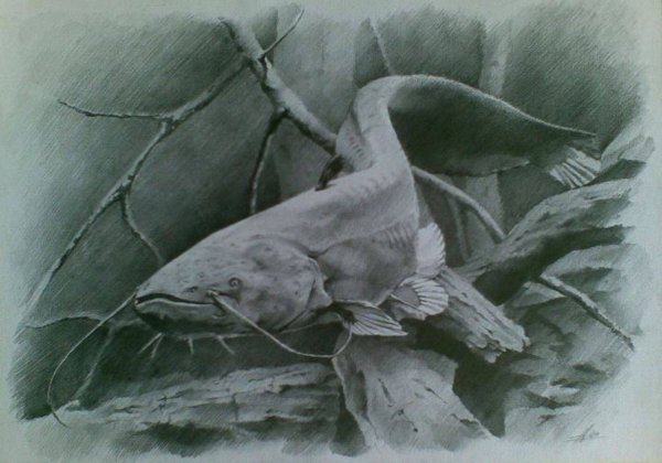 Сом нарисовать