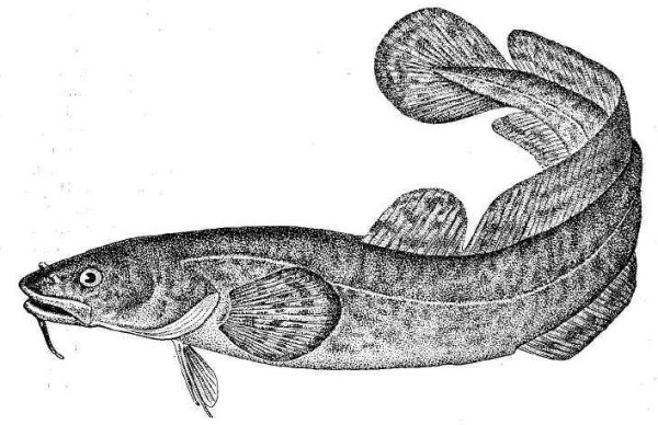 Сом раскраска