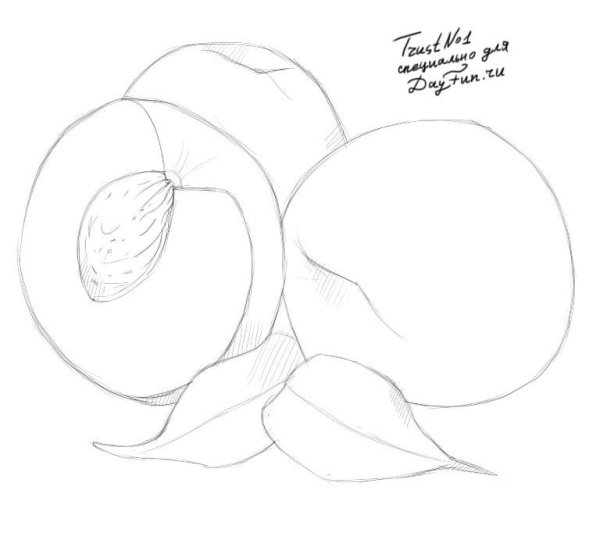Персик карандашом