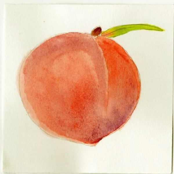 Раскраска фрукты абрикос