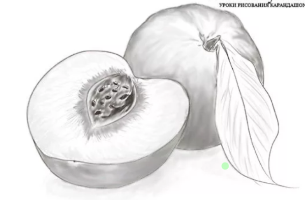 Рисунок нектарина карандашом