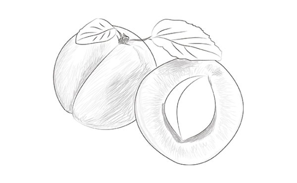 Персик в разрезе рисунок