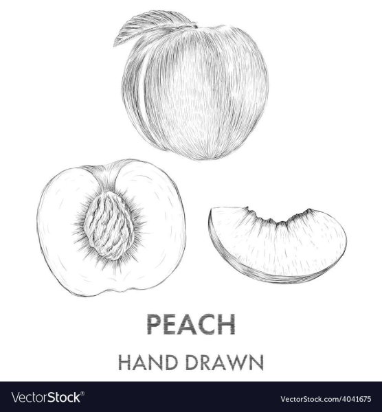 Персик рисунок для срисовки
