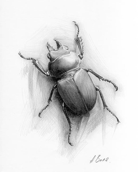 Насекомые простым карандашом