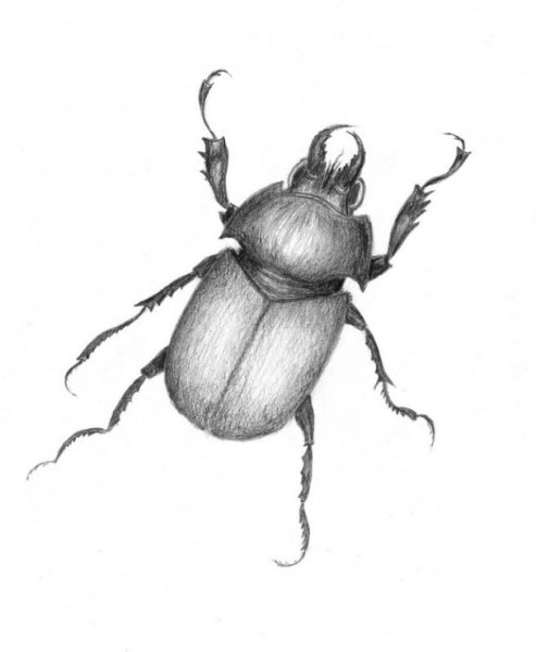 Зарисовка Жуков