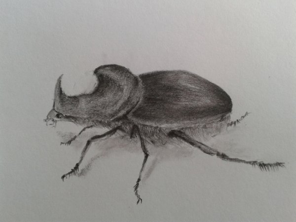 Рисунки Жуков карандашом