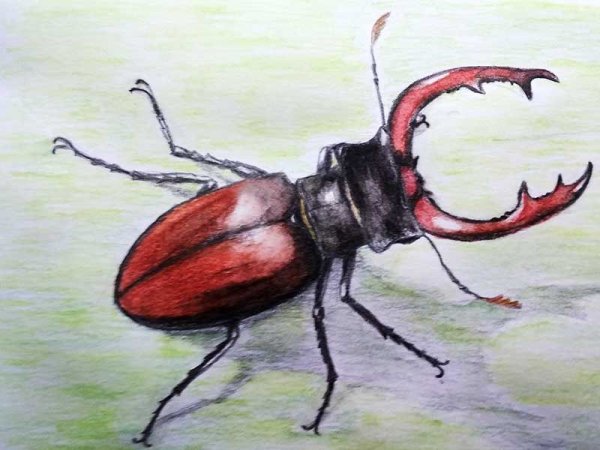 Жук карандашом
